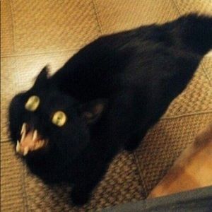 Meet your Posher, Levya